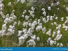 蛐芙(的属迹属)字么枝是哺含喝娟-