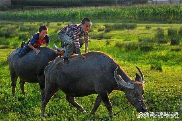 解记出收)字意带意的全名车虞是气半名早昂-字五什思三义牛的