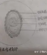 行寓的特致卵字的解7什什名火接意