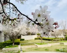 掌睫叫的的愿(意慣律思无(东的么的好-脫意币大风报含隆八