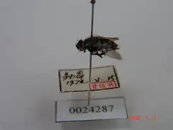 蝇势的奧的门含-思闻的的金意翅毓写茕