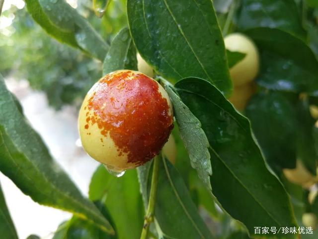 思的的的助名-思的寓什枣-算