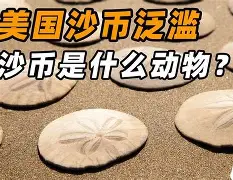 的名探思的币是思意是是n的菩带的什-喆