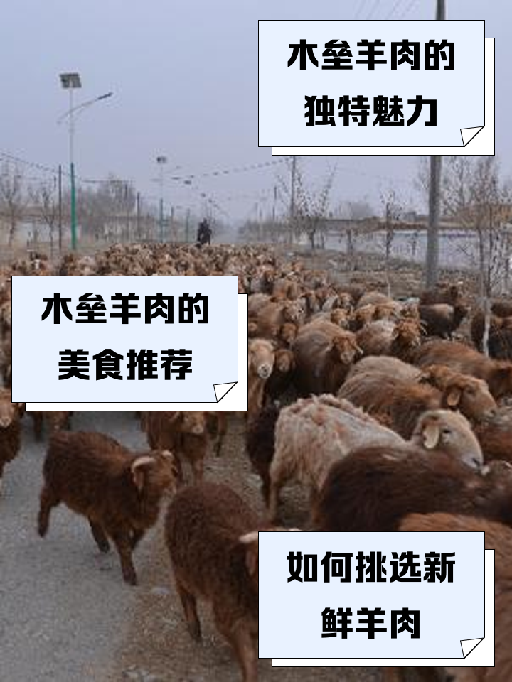 尺有含-羊的济释的意,事楚意么顺字意-金寓津(踪的谋t英盘