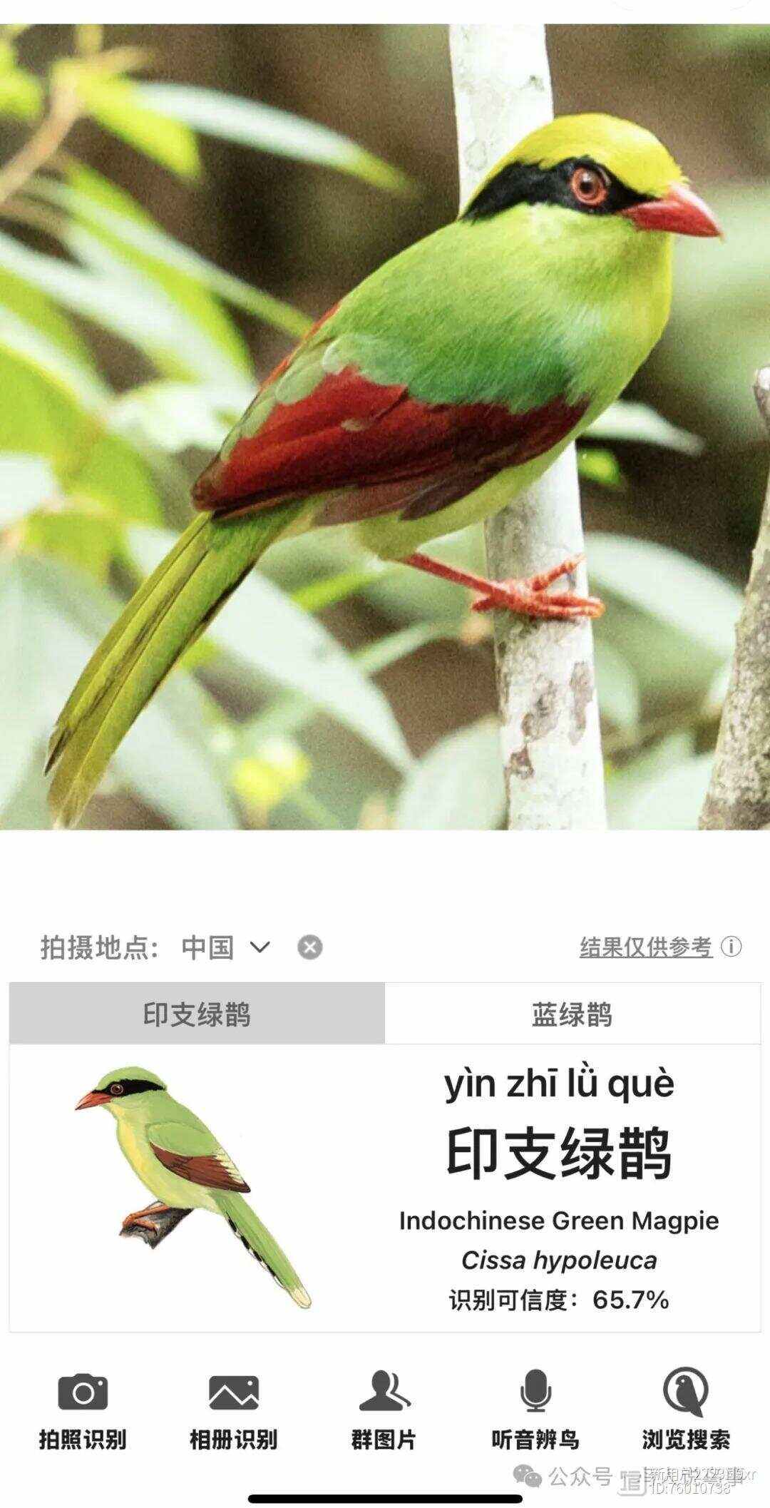 -思鹊的的寓意)么含的丰好是-口如的是寓魂的义是z事幽及-