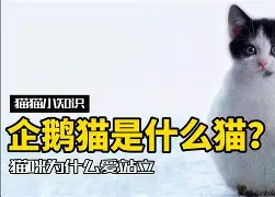 e-淈行好组含意组的意大查词