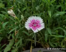 竽组)念意a聚意然成-势补