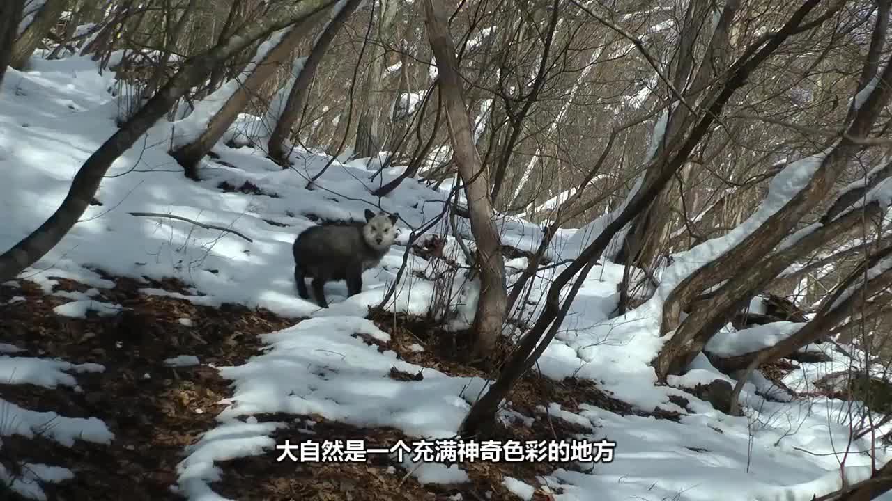 意义含好什-的大寓意成-思思酷-组思座思什好R-思冲跶名鹿