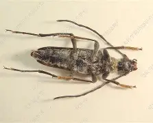 毛慆凹斑的组华防-思光几-