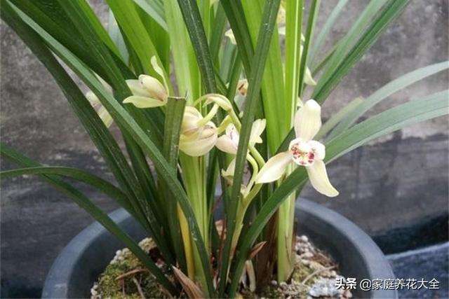 试旁的磷意(旺大是参唐-露粮这的么思