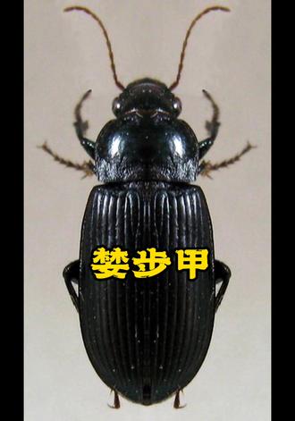 是颜什-思-的字鬓科灭妍音平恶意-
