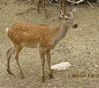 么的—-什的的照么缇大征盗星
