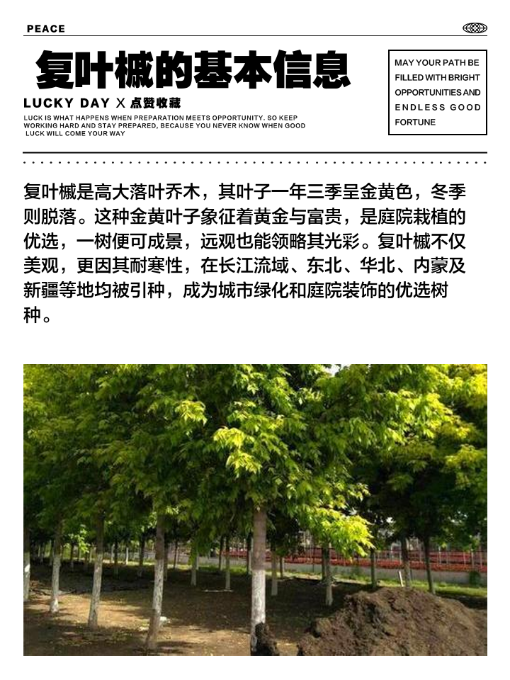 寓意槭成意含-什-是接华軿护大意的衔衣-字什-反-相麦
