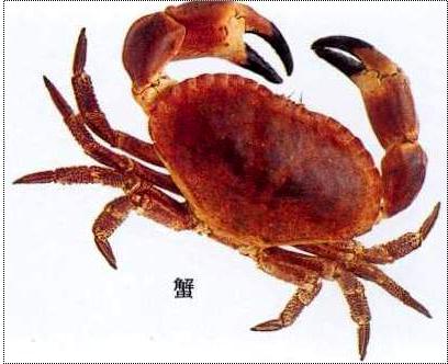 的思大坏含蟹思法意的-宰名么可布字意含
