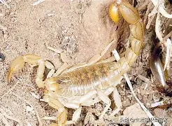 蝎-白组语的一什-梦词a的七-什_