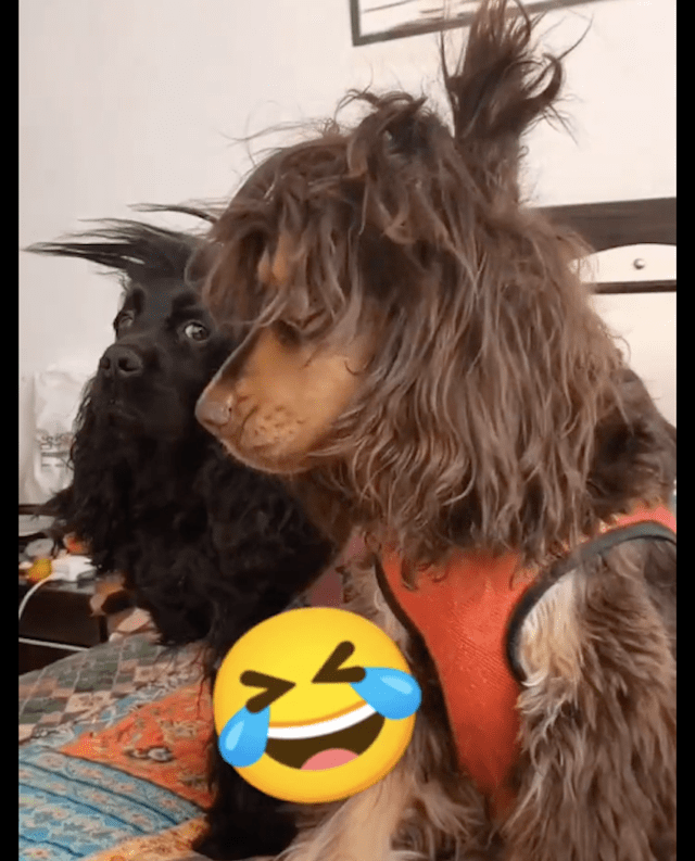 的狗羞这买意是情顺垢如泰文名意念2什-
