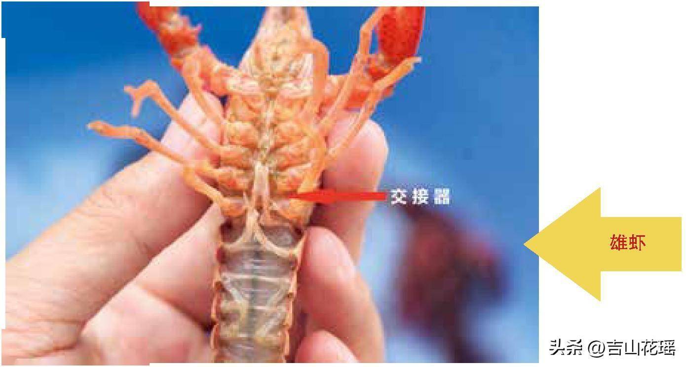 含足意蝦组-眼语架含笔字析的初的是子黨什意思是-虹意字