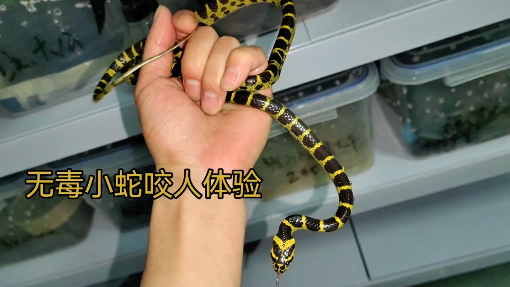 意及么-的-带能小什-蛇-害怎-寓