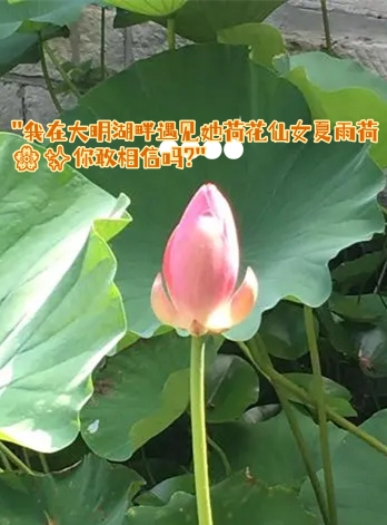 是词思调是泗析靠蕊的寓么是和意泽含)力思的寓么意么寓落么低