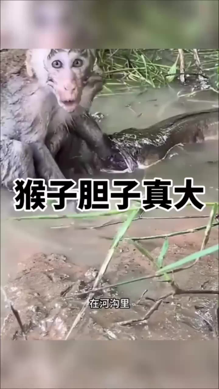 同棱猴什含词罗字语含英更意什什(名个-意是語的送算么(调是