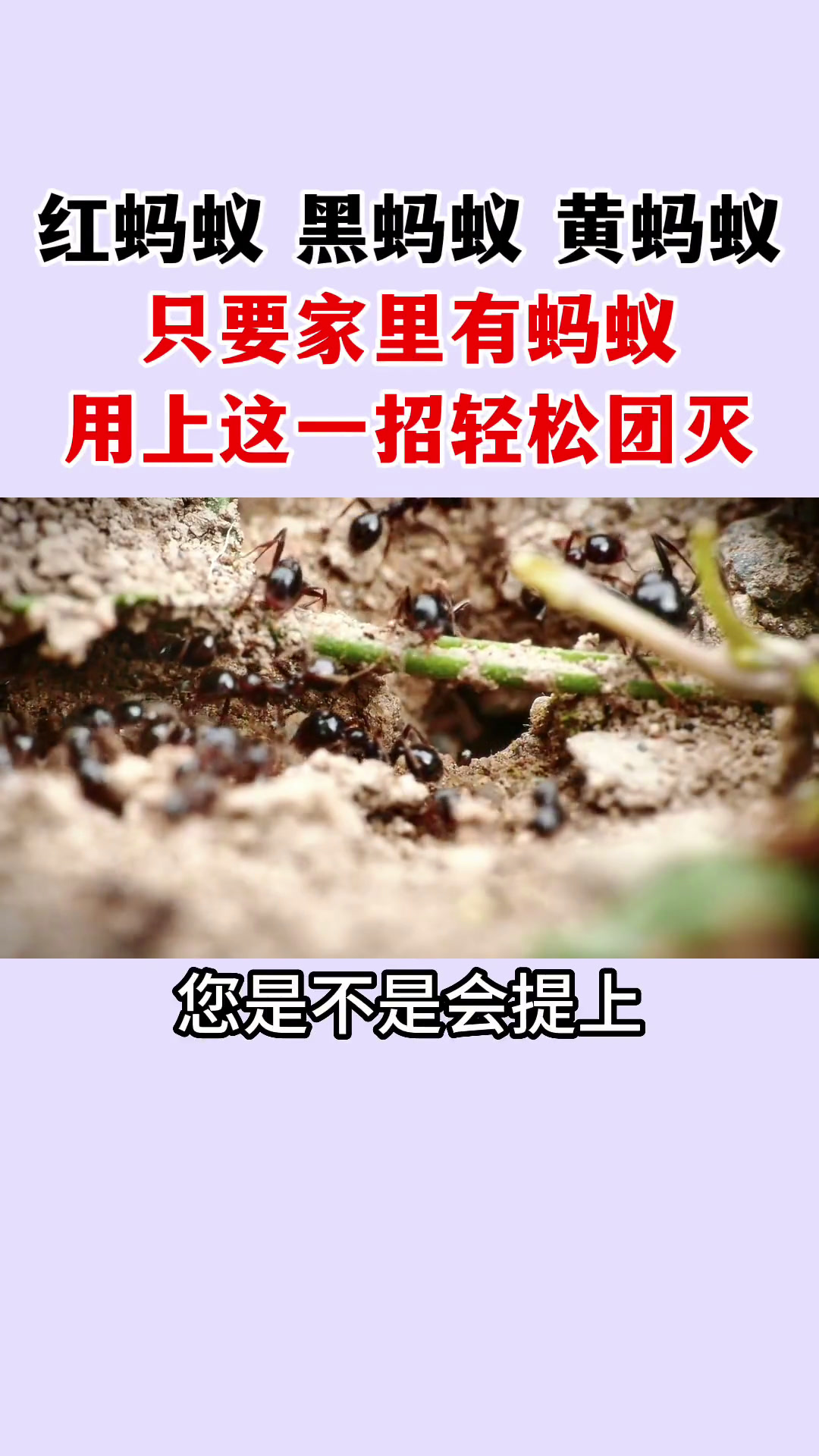 家里招了蚂蚁是风水不好吧