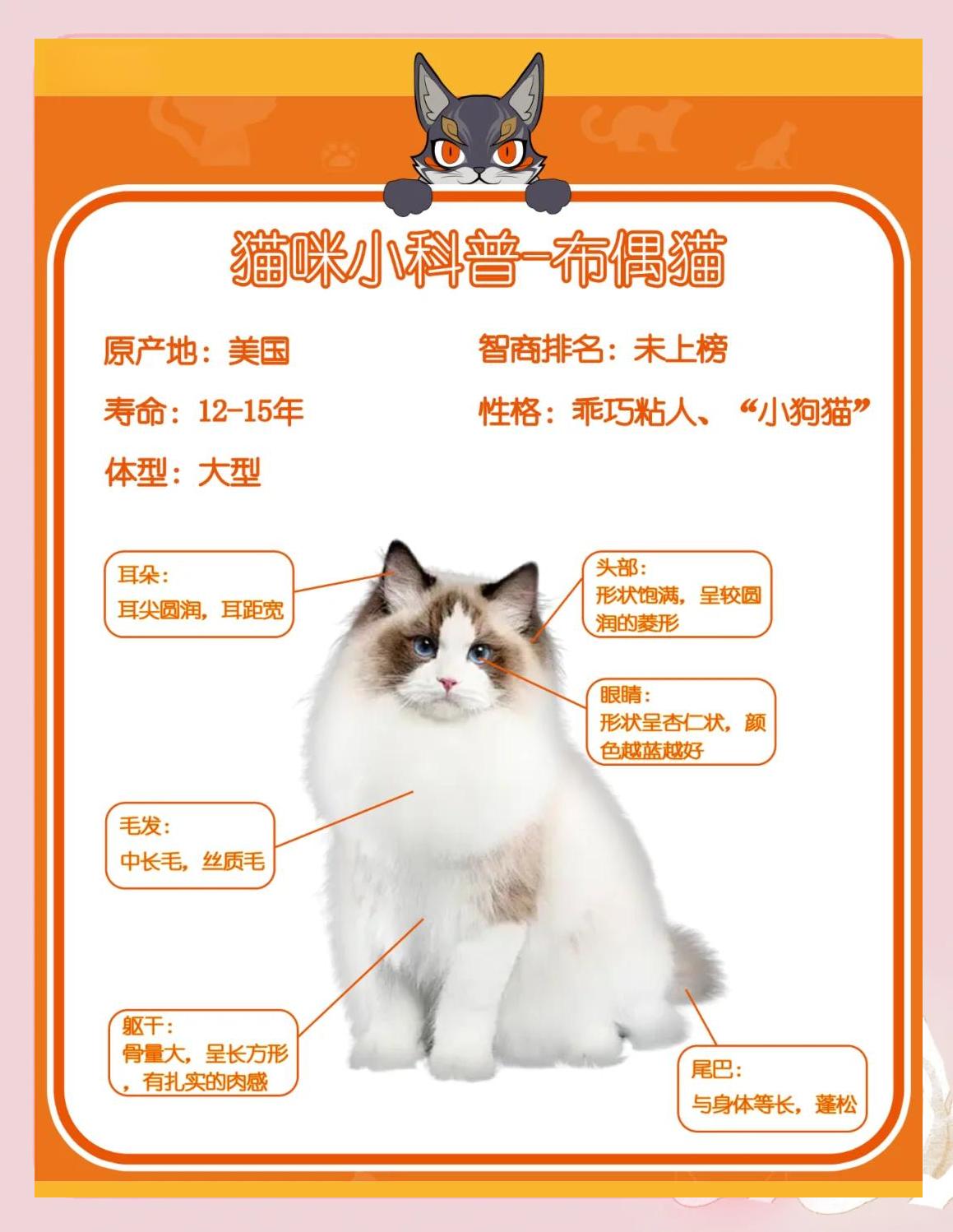 布偶猫品种介绍与图解极品