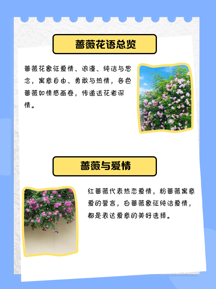 描写蔷薇花的优美段落300字