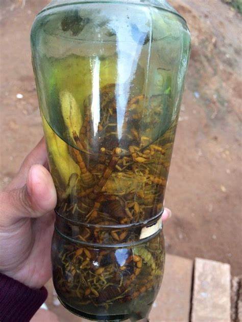 活蝎子酒怎么泡制作方法