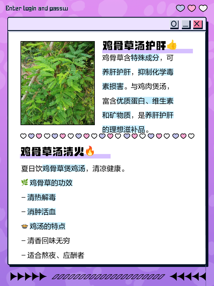 鸡骨草的功效与作用_鸡骨草的药用价值