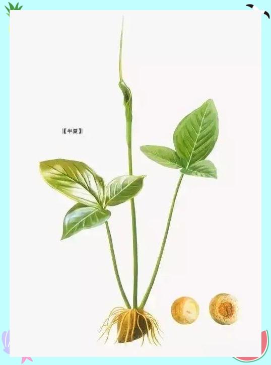 姜半夏和法半夏的区别简单介绍图片