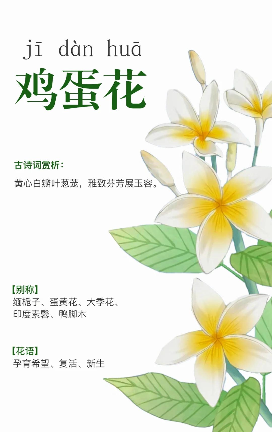 炒馍花的名字大全