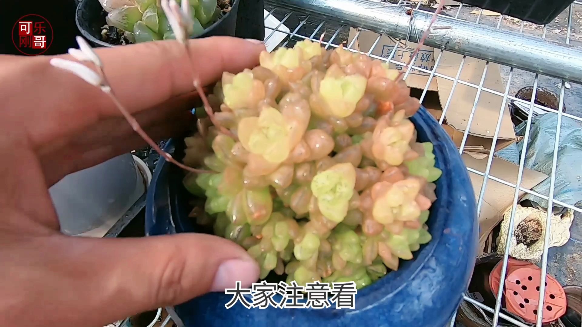 玉露干瘪了的解决方法是什么