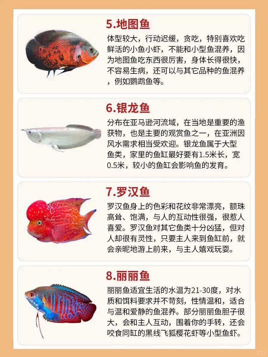 金鱼养几条最好最吉利