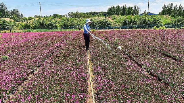 芝樱花苗盆栽养殖方法