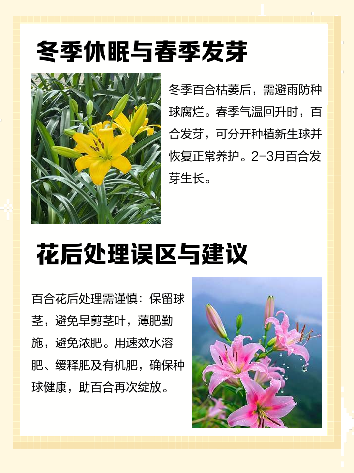 百合 开完花