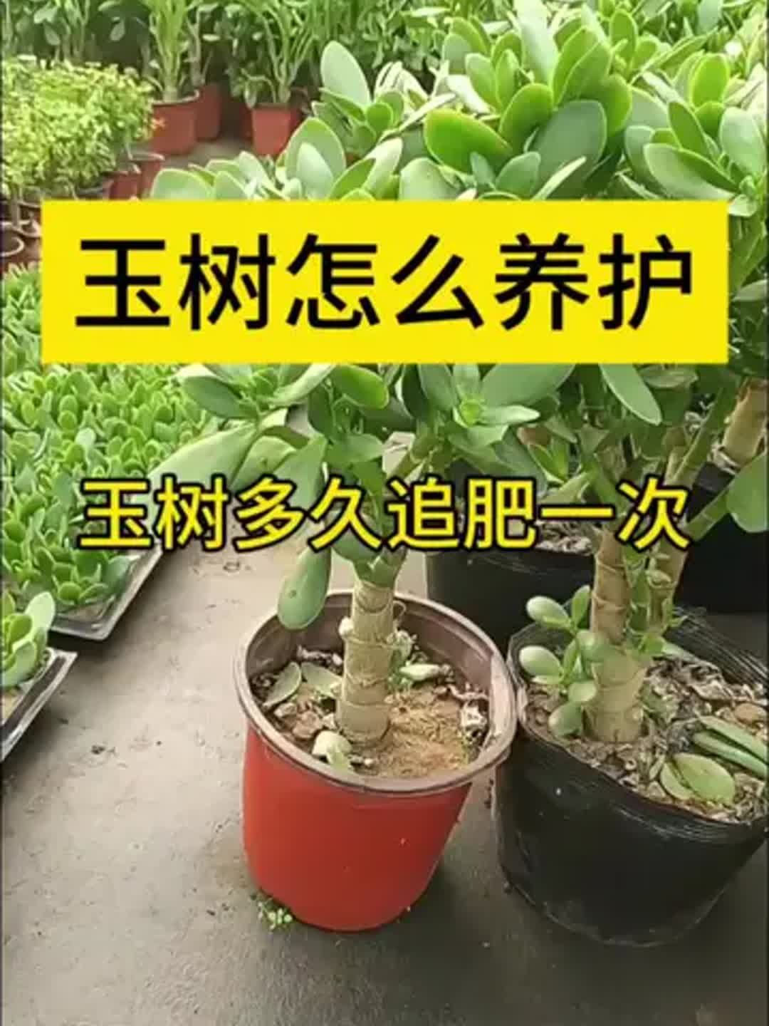 玉树怎么养才能更旺盛开花?平时浇水和光照要注意什么?
