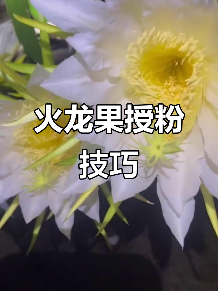 火龙果怎么修剪才结果修剪视频