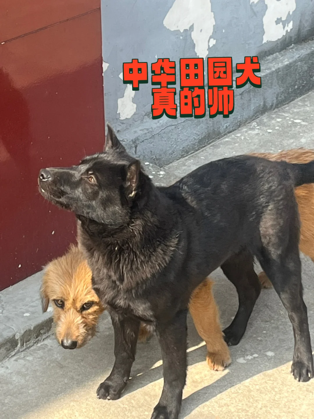 黑狗打一字是什么字