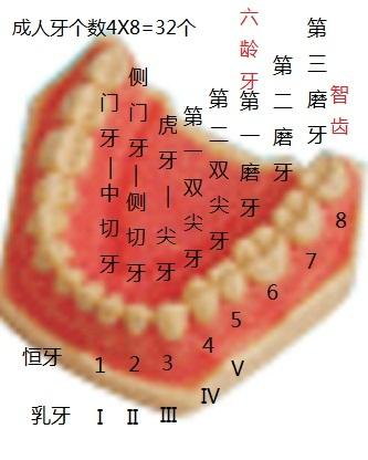 不包括智齿人有多少颗牙齿