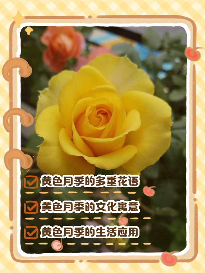 各种花的寓意及花语和象征