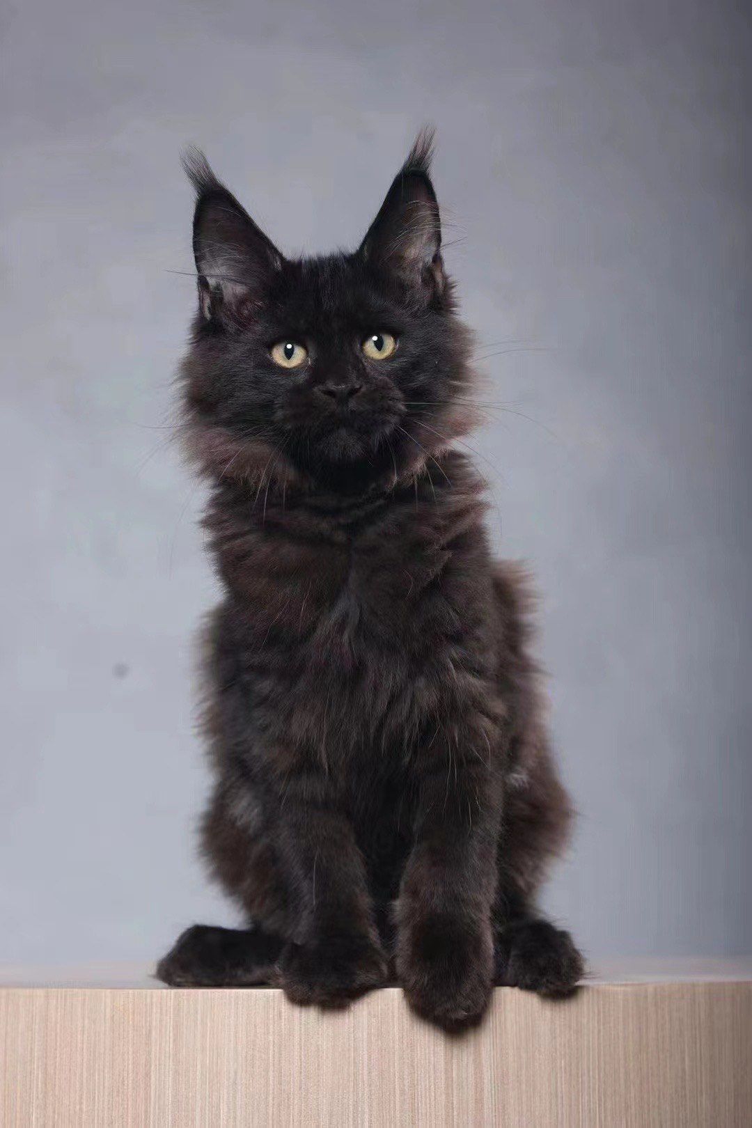 养黑色的猫有什么忌讳吗?