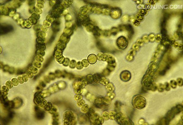 蓝藻的生物膜系统只有细胞膜吗
