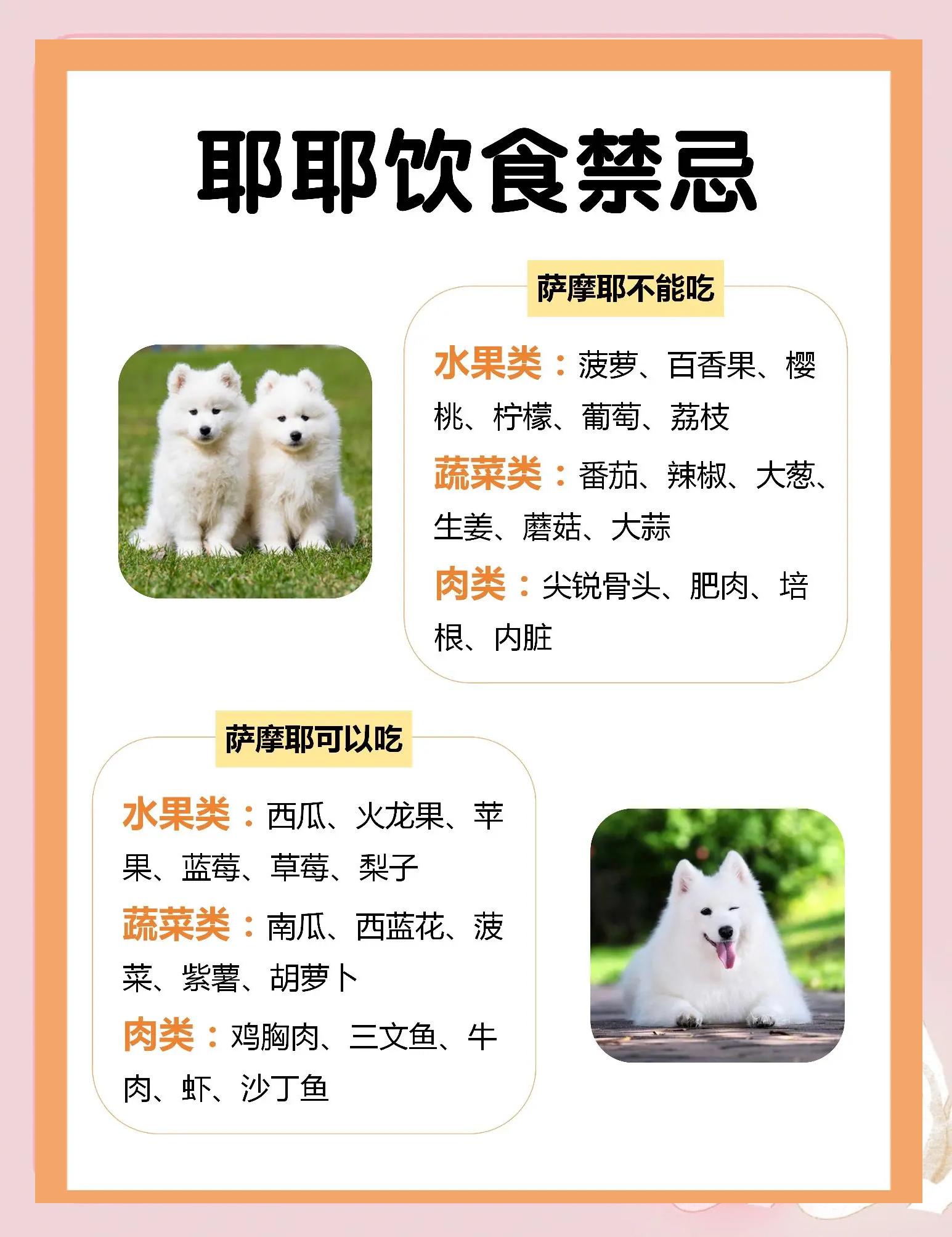 萨摩耶犬怎么饲养