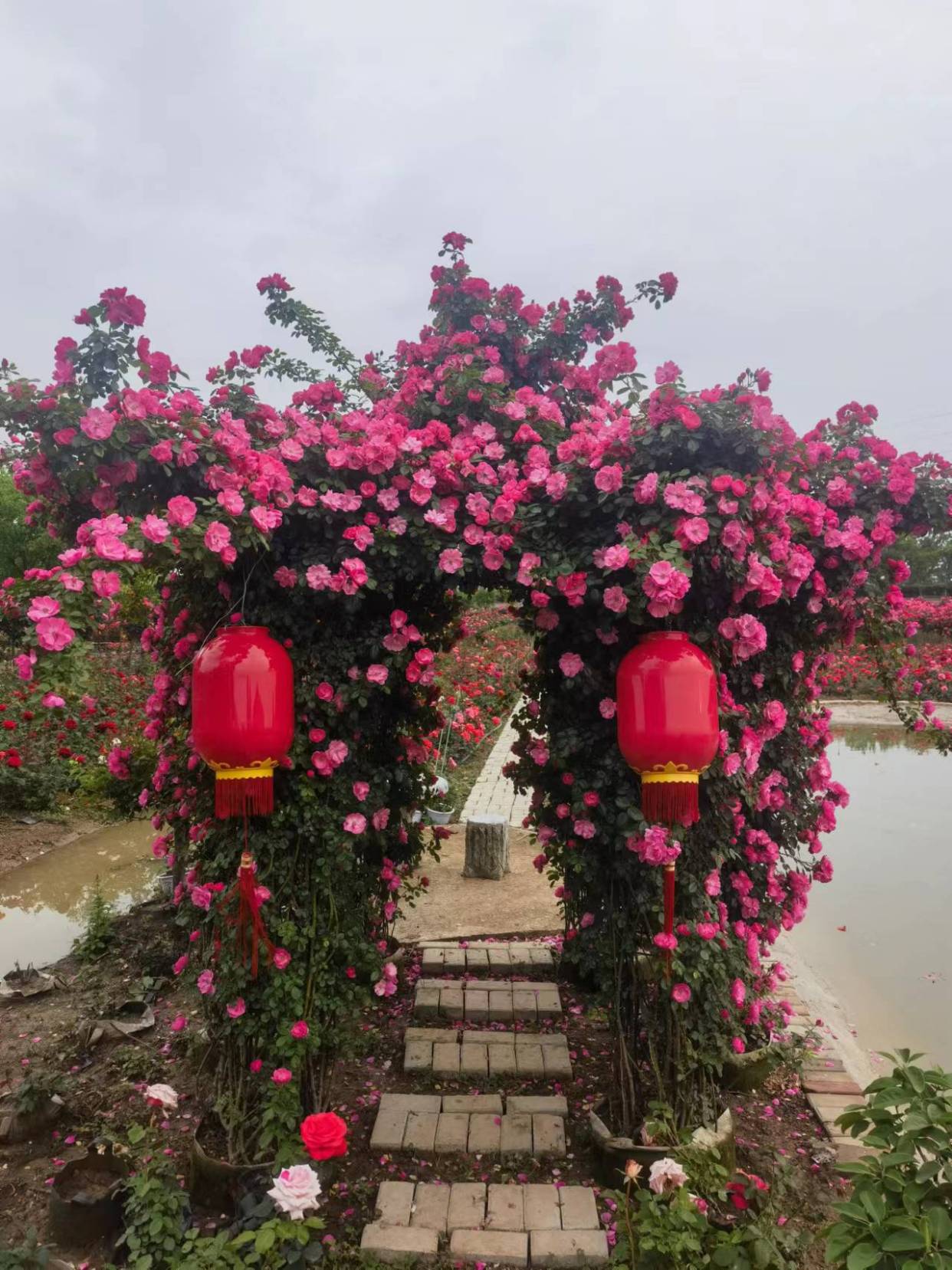 高杆月季栽植的注意事项