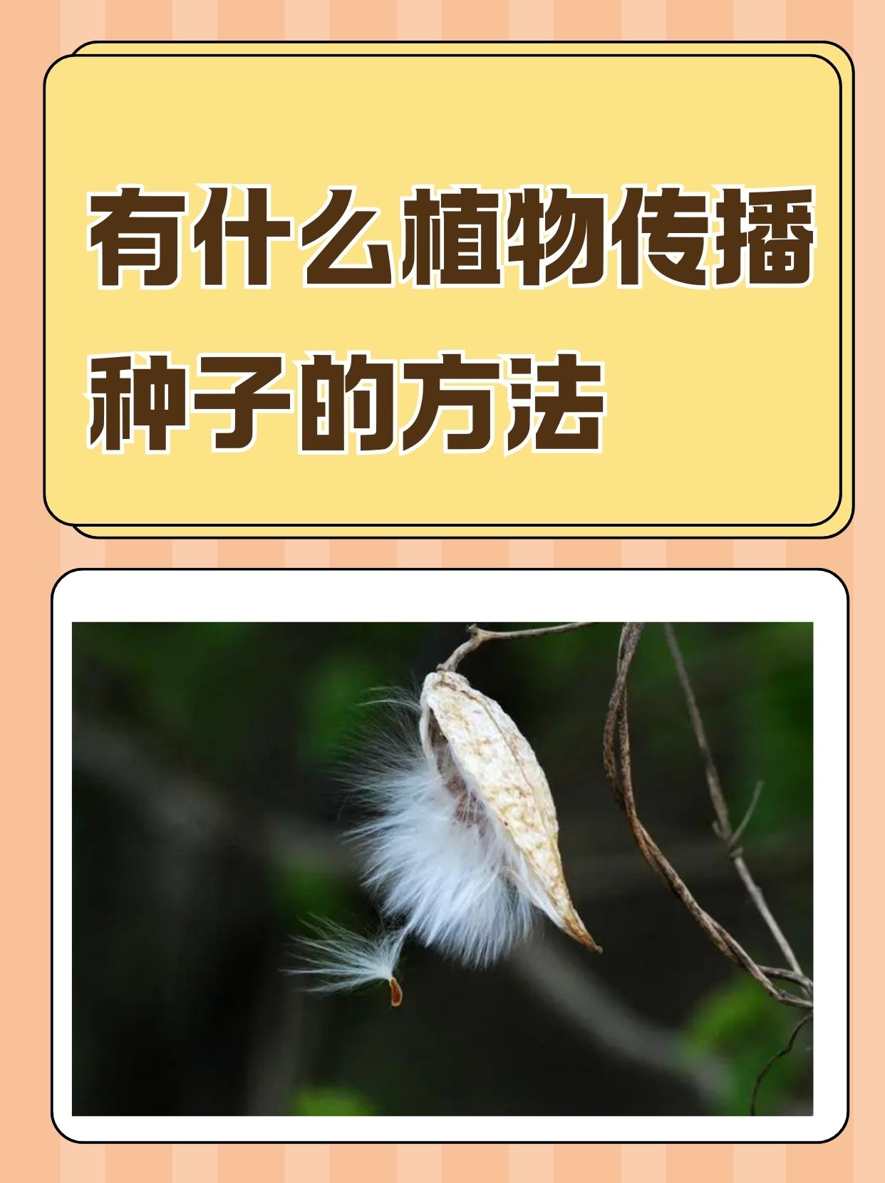 种子植物有什么植物和什么植物